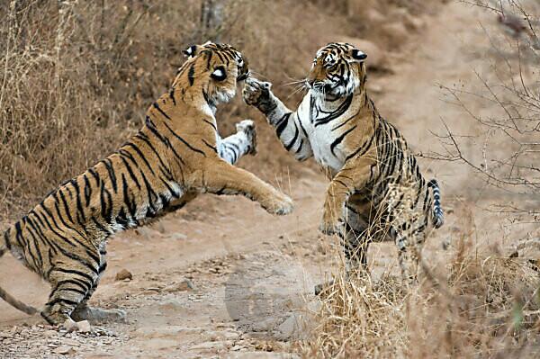 Bengal tiger (Panthera tigris) running on a beach - Stock Image