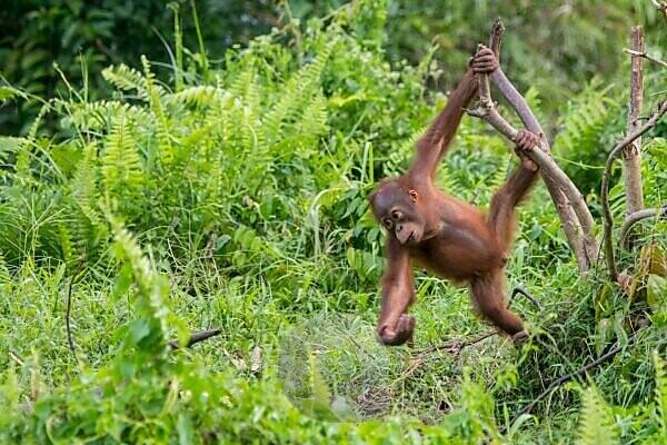 A Baby Orangutan in the Wild. Indonesia. the Island of Kalimantan