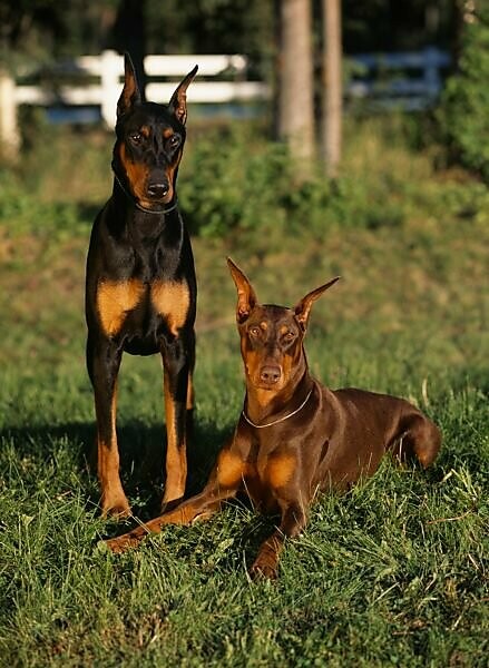 Old 2024 doberman pinscher