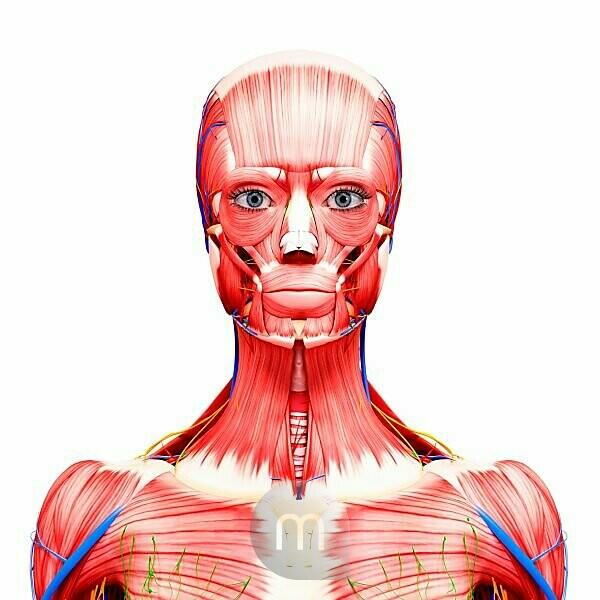 Child's Neck And Chest Muscles by Pixologicstudio/science Photo Library