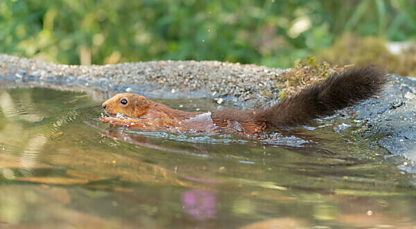 can red squirrels swim