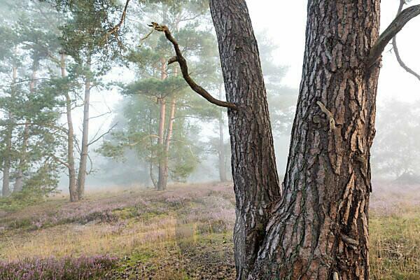 A nice foggy pine forest in alska/europe - Feedback - Predator