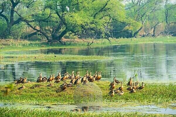 Keoladeo National Park, Bharatpur, Rajasthan, India | Flickr