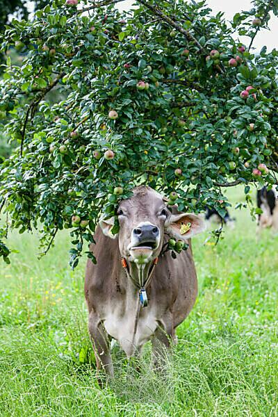 Cows Wearing Cow Bells Looking Sideways, Swiss Alps, Switzerland