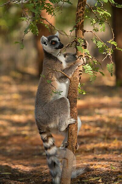 Bildagentur | mauritius images | Ring-tailed lemur (Lemur catta) male scent  marking tree,Berenty Reserve,Madagascar.
