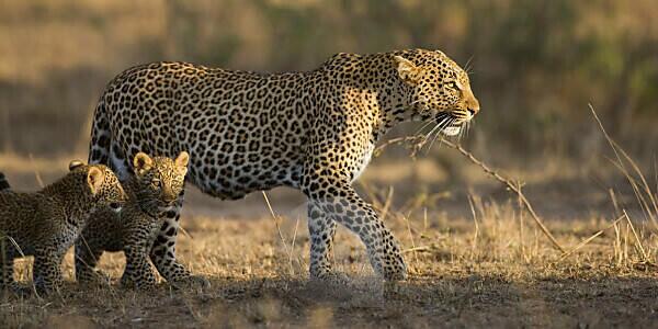 Bildagentur | mauritius images | Leopard With Cubs In The Masai Mara In Kenia