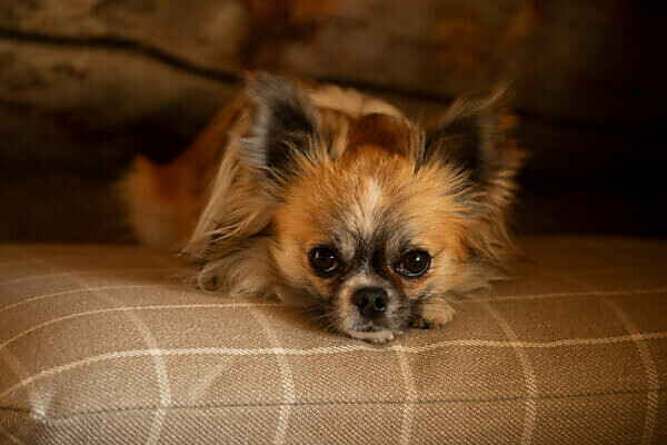 Sable long haired on sale chihuahua