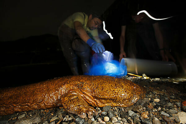 Bildagentur Mauritius Images Japanese Giant Salamander Andrias Japonicus And Chinese Giant Salamander Andrias Davidianus Hybrid Caught By Biologists Honshu Japan