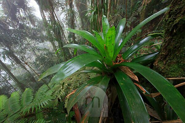 Bromeliads (Bromeliaceae) in flower in rainforest, Salto Morato