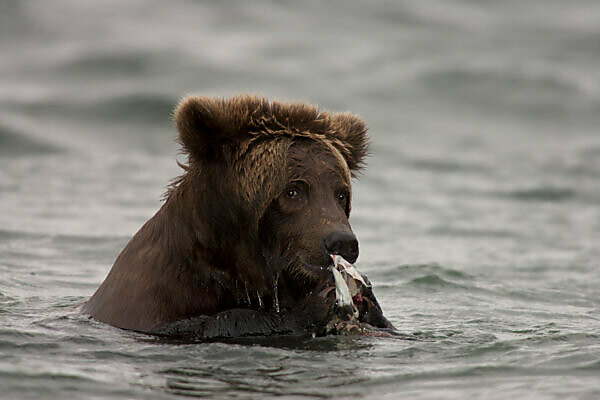 Grizzly Bear Ursus Arctos Horribilis Hand Towel by Matthias Breiter - Pixels