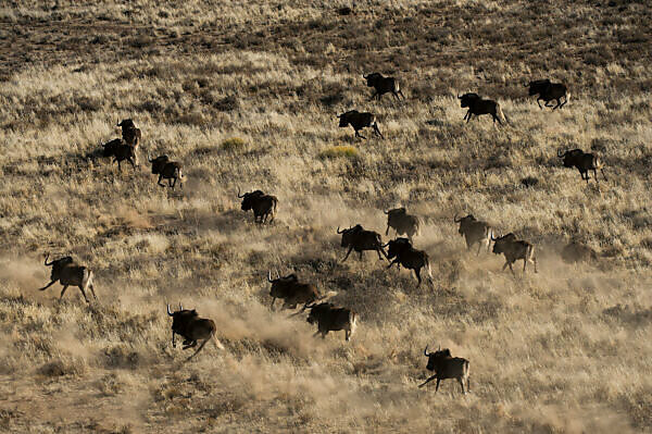 Bildagentur Mauritius Images Black Wildebeest Connochaetes Gnou Herd Running On Game Ranch Great Karoo South Africa