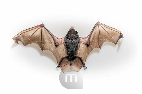 Silky Short-tailed Bat stock photo - Minden Pictures