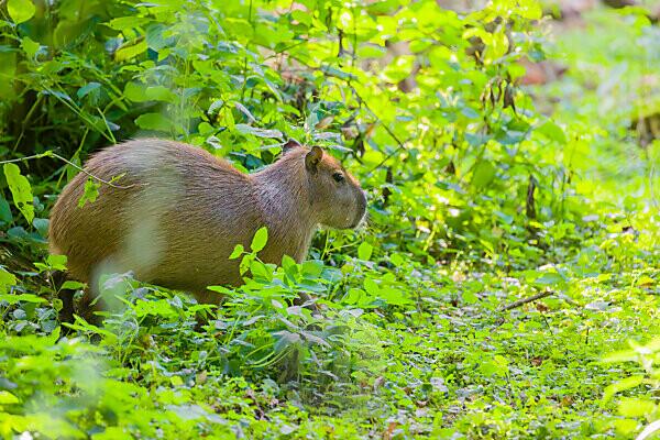 Capybara  Hydrochoerus hydrochaeris - Serengeti-Park