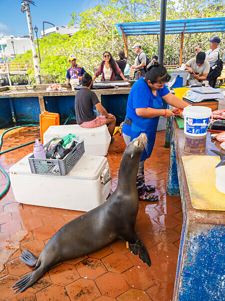 Bildagentur mauritius images A menagerie of animals as a woman