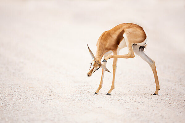 schwarzer Springbock