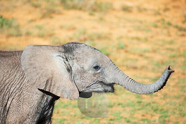 African Elephant In Kruger National Park Men Boxer Briefs
