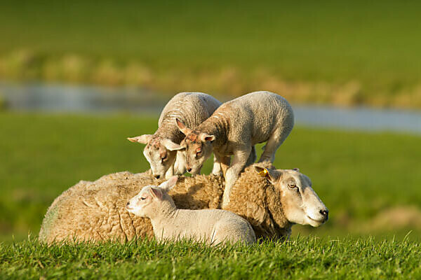 Bildagentur Mauritius Images Lambs Ovis Aries Playing On The Back Of The Mother Sheep The Netherlands Zuid Holland Waddinxveen