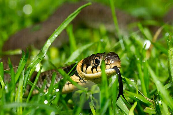 Stock photo of Grass snake (Natrix natrix) juvenile playing dead