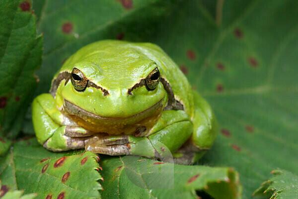 Single Green Computer Sitter Frog by Big Sky