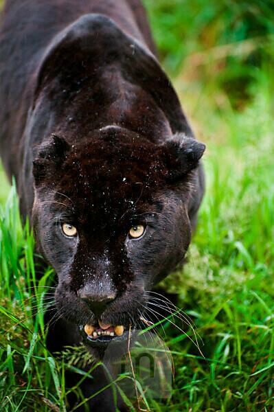 Black Panther Walking In A Grass Field Background, A Picture Of A