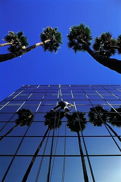 Bildagentur Mauritius Images Usa Los Angeles Hochhaus Fassade Spiegelglas Fensterputzer Seil Sitzbrett Amerika Palmen Gebaude Spiegelung Glasfassade Spiegelfassade Arbeiter Beruf Fenster Reinigen Fensterputzen Fenster Putzen