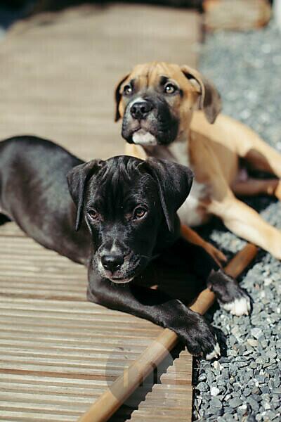 Bildagentur Mauritius Images Junge Boxer Hunde Im Garten