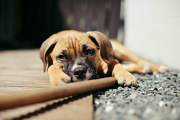 Bildagentur Mauritius Images Young Boxer Dog In The Garden