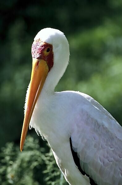 Afrika-Nimmersatt, Ibis ibis


Tier, Tiere, Vogel, Vögel, Aves, Storch, Störche, Ciconiidae, Stelzvogel, Stelzvögel, Nimmersatt, Wildtier, Wildtiere, Tierwelt, Wildlife