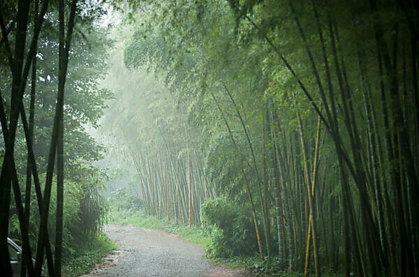 Bildagentur mauritius images Bamboo Forest Sichuan Province