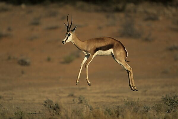 schwarzer Springbock