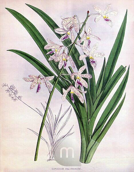 1951 - Gladiolus 1951 - Biodiversity Heritage Library