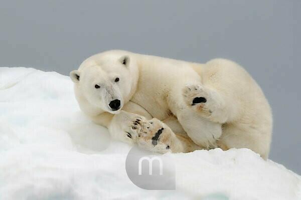 Polar Bear Motif Polar Bears' Hemp Carry All Pouch
