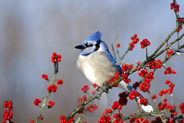 Blue Jay (Cyanocitta cristata) in red maple tree.