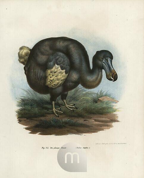 Natural history museum-Dodo-Extinct-Bird Poster