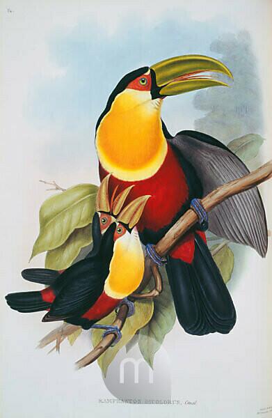 Victorian style hornbill bird couple by Madame Memento