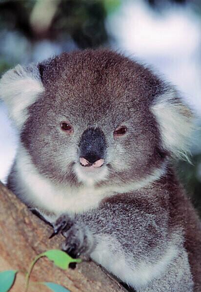 Koala Eucalyptus Ladies' Leggings
