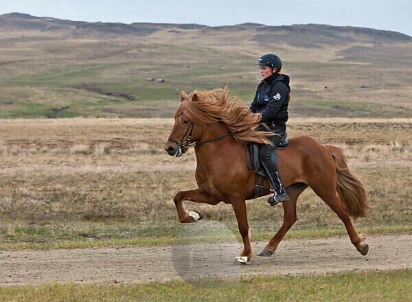 https://img.mauritius-images.com/dsf/preview_watermarked/ME-PI-2115306/save_as_name/mauritius%20images%20-%2006796655%20-%20A%20horsewoman%20riding%20her%20Icelandic%20horse%20with%20the%20prancing%20high-step%20gait%20called%20%18%20tolt%19%20%20This%20attractive%20gait%20is%20unique%20to%20Icelandic%20horses%2C%20it%20was%20bred%20out%20of%20most%20European%20horses%20as%20carriages%20were%20int.jpg