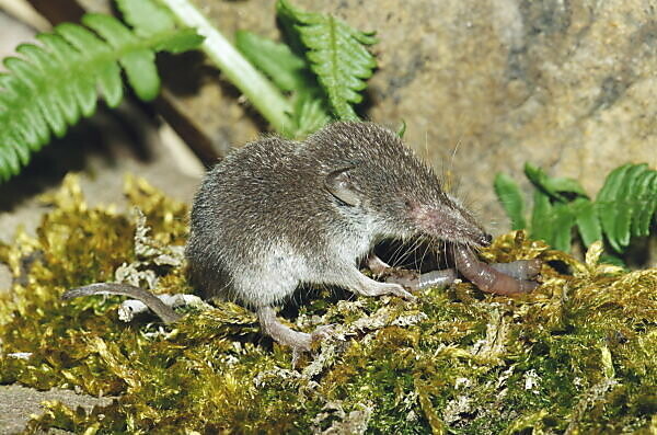 Bildagentur | mauritius images | Forest floor, garden shrew, Crocidura,  suaveolens, earthworm, eat, nature, zoology, animal world, animal, animals,  mammal, mammals, rodent, rodents, shrew, shrews, Soricidae, garden shrews,  food, ingestion