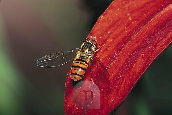Bildagentur | mauritius images | aviation, flower, world, animal, insect, flight flight zoology, Episyrphus, detail, nature, Winterschwebfliege, insects, red, Petal, balteatus diptera insect, animals, Brachycera, insects, fly, blossom, animal