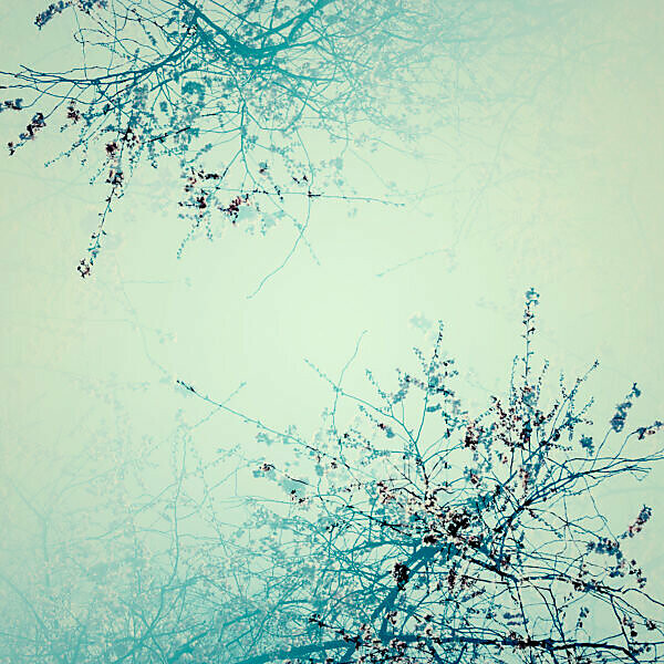 Cherry blossoms, artistical photographed in double,