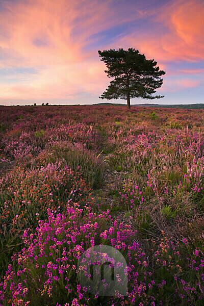 View over New Forest heathland Ling (Erica cinerea) and Bell