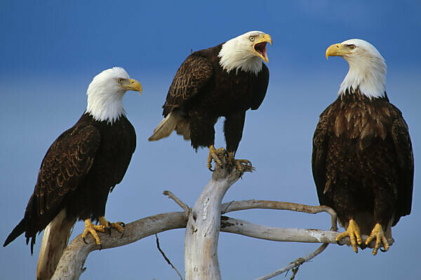 Bald Eagle (Haliaeetus leucocephalus)