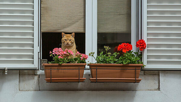 Bildagentur Mauritius Images Katze Im Fenster Hinter Blumenkasten