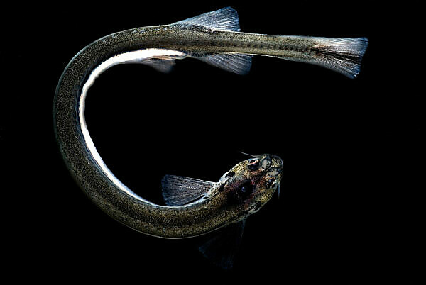 Bildagentur Mauritius Images This Trichomycterid Catfish Plectrochilus Sanguinus Was Observed On The Napo River In Loreto Peru This Group Of Catfish Is Infamous For The Alleged Habit Of Swimming Up