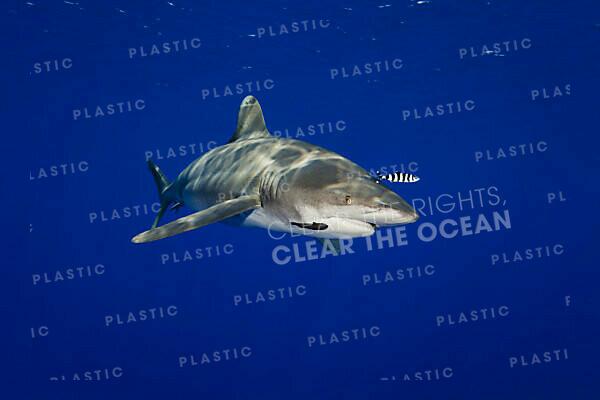 Great white shark with Pilot fish Isla Guadalupe, Mexico - Stock