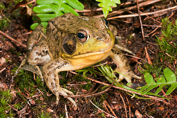 Green Frog, Rana clamitans