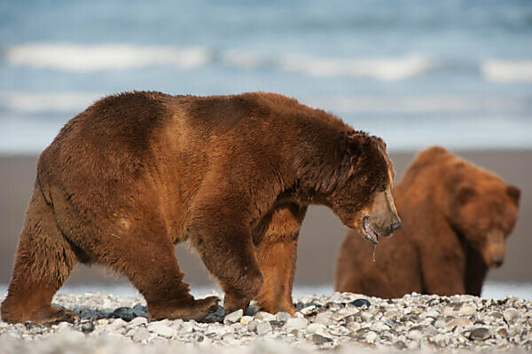 Kodiak Brown Bear (Ursus arctos middendorffi)