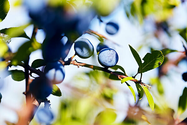 Branch with sloes berries in a shrub in the sun