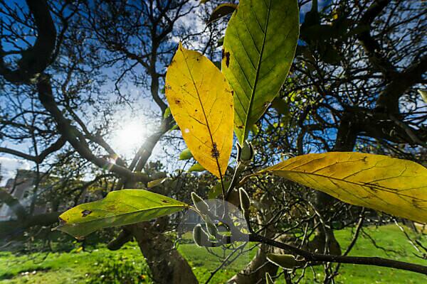 Bildagentur Mauritius Images Deciduous Tree Leaves Detail Autumn