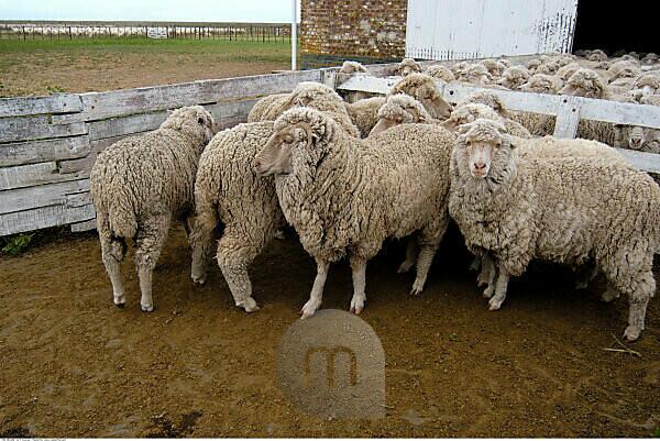 The Merino Wool Farms, Argentina